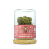 Golden Goat Delta-8 Flower - Diesel - Sativa - 3.5g