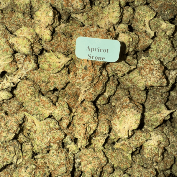 Apricot-Scone-HowToGetNearMe-BestPlace-LowestPrice-Coupon-Discount-For-Smoking-Best-High-Smoke-Shop-Online-Near-Me-StrongestBrand-BestBrand-Where-To-Buy-THC-THCA Blazed Exotic THCA Flower – Sativa