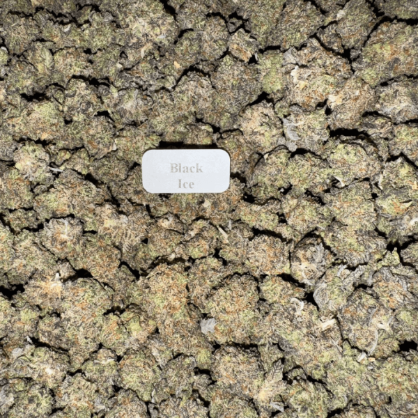 BLACK-ICE-popcorn-exotic-HowToGetNearMe-BestPlace-LowestPrice-Coupon-Discount-For-Smoking-Best-High-Smoke-Shop-Online-Near-Me-Strongest-Binoid.-1cca1 Bloomz THCA Flower Smalls – Exotic