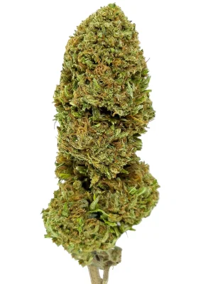 Plain Jane Critical Berries Hemp Flower