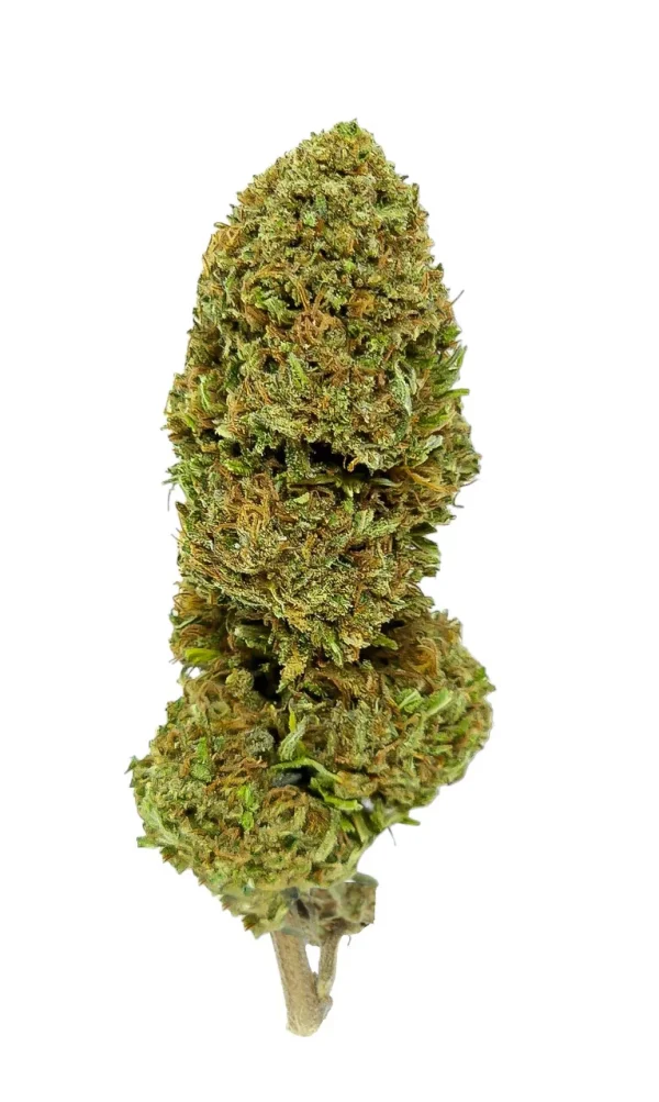 Critical_Berries_pic__96868.1704389807 Plain Jane Critical Berries Hemp Flower