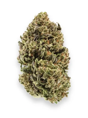 Plain Jane Jack Herer (Indoor) Hemp Flower