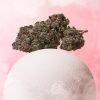 Plain Jane Pink Pixie Hemp Indoor Flower