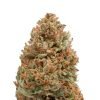 Plain Jane Hawaiian Haze | Sour Hawaiian Haze Hemp Flower