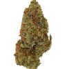 Plain Jane Space Invader Indoor Flower