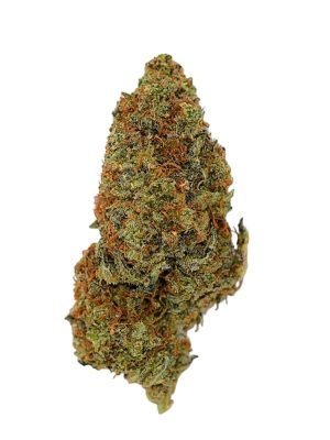 Plain Jane Space Invader Indoor Flower