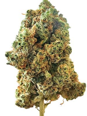 Plain Jane Cookie Crunch Indoor Flower