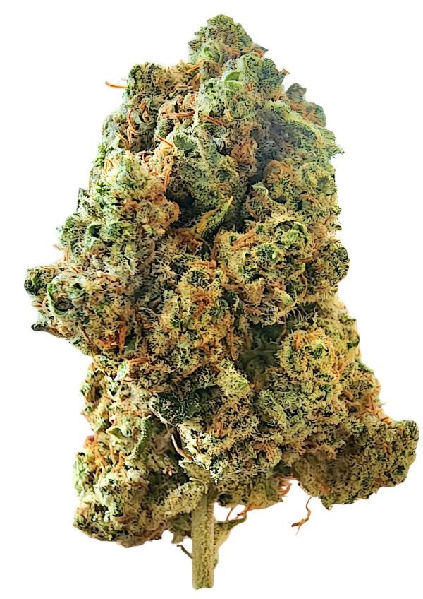 cookie_crunch__66104.1729697816d9f2 Plain Jane Cookie Crunch Indoor Flower