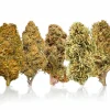 Plain Jane Delta 8 Mixed Buds
