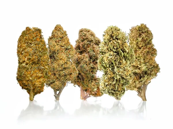 d8_mixed_buds__01395.1693878520 Plain Jane Delta 8 Mixed Buds