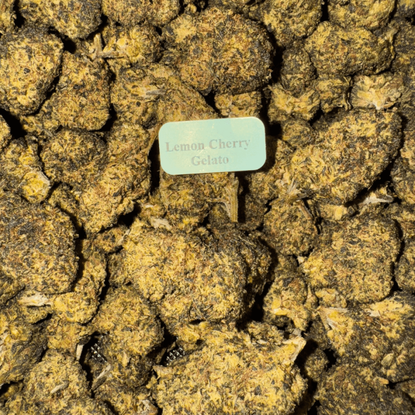 lemon-cherry-gelato-HowToGetNearMe-BestPlace-LowestPrice-Coupon-Discount-For-Smoking-Best-High-Smoke-Shop-Online-Near-Me-StrongestBrand-BestBrand-Where-To-Buy-TH-2 Bloomz THCA + THC-P Flower