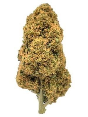 Plain Jane Mandarin Hash Pie Indoor Flower