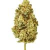 Plain Jane Orange Sangria CBG Indoor Hemp Flower