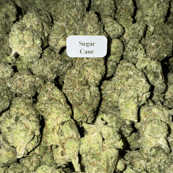 sugar-cane-WhereToGet-HowToGetNearMe-BestPlace-LowestPrice-Coupon-Discount-For-Smoking-Best-High-Smoke-Shop-Online-Near-Me-StrongestBrand-BestBrand-.bd1cca1 Bloomz THCA Flower – Indoor Exotics – Gold Line – Sativa