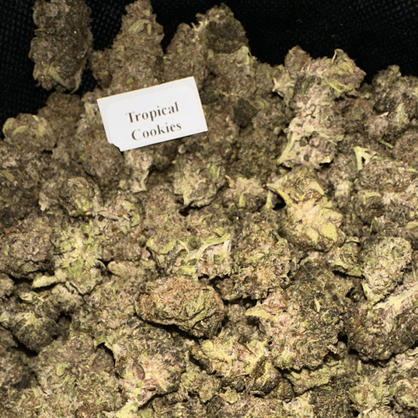 tropical-cookies-HowToGetNearMe-BestPlace-LowestPrice-Coupon-Discount-For-Smoking-Best-High-Smoke-Shop-Online-Near-Me-StrongestBrand-BestBrand-Where-To-Buy-THC-T Bloomz THCA + THC-P Flower