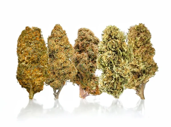 Plain Jane Delta 8 Mixed Buds